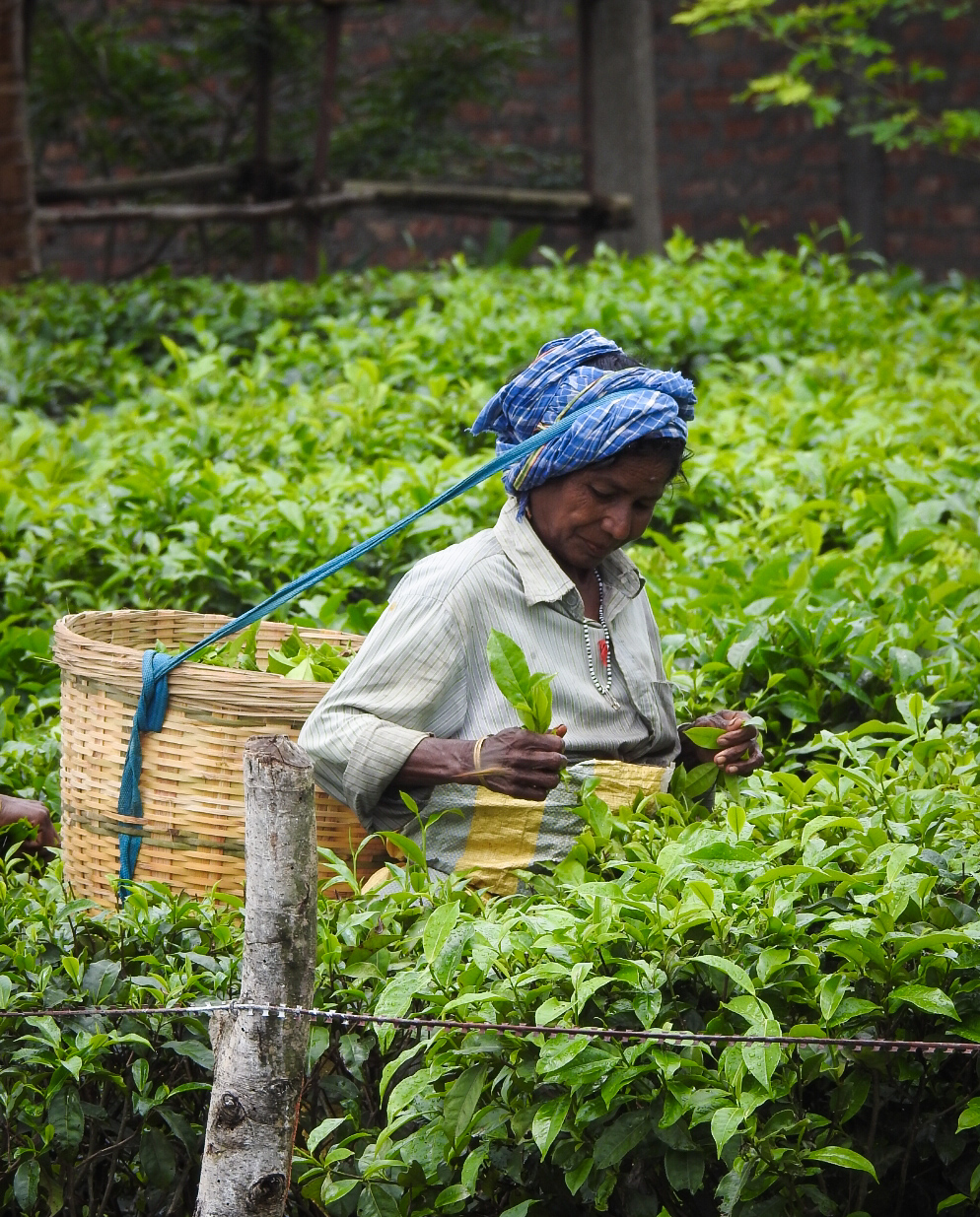 Reverse migration: An opportunity for the Tea Estates in Assam and West Bengal?