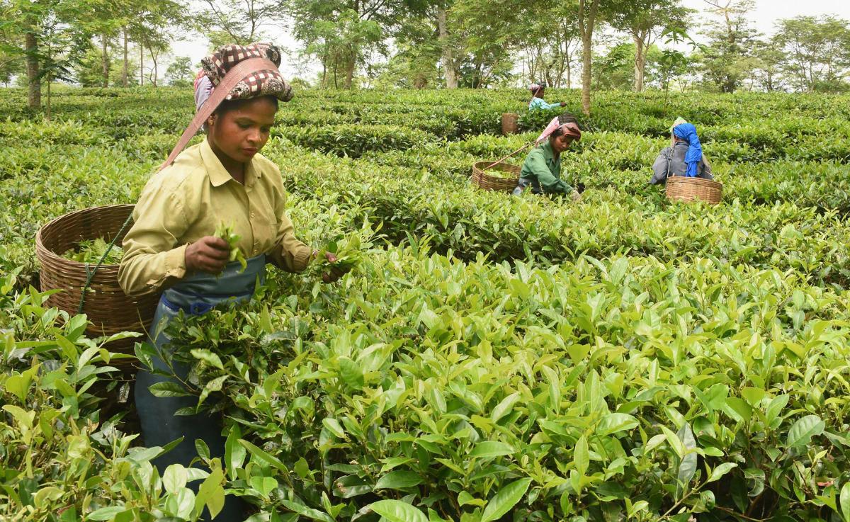 Reverse migration An opportunity for the Tea Estates in Assam and West